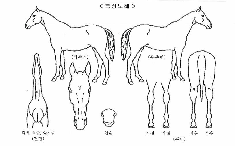±×·¹ÀÌÆ®ÄýÀÇ Ãø¸é,¿ì¸é,µÞ¸é,µÎ»ó,´Ù¸®ÀÇ Æ¯Â¡µµÇØ