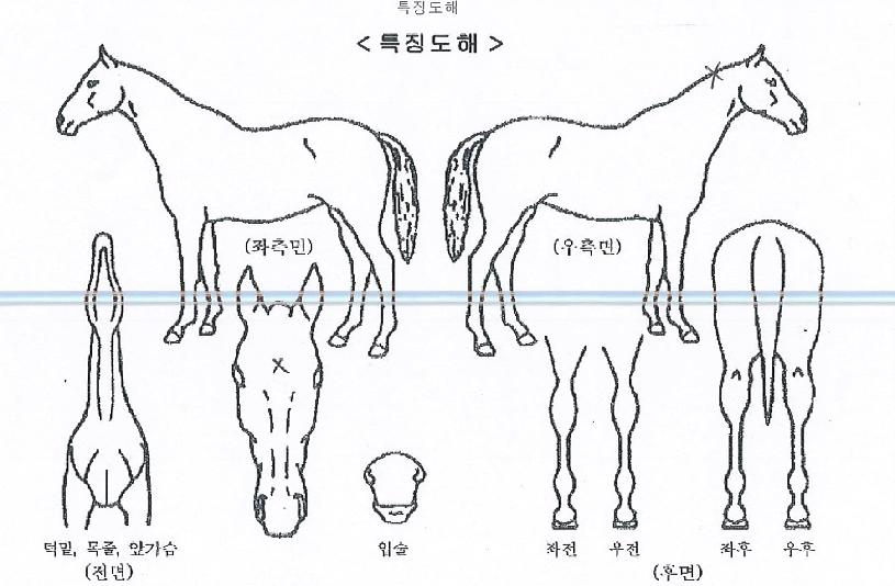 ÅäÈ£¸¶ÄÏÀÇ Ãø¸é,¿ì¸é,µÞ¸é,µÎ»ó,´Ù¸®ÀÇ Æ¯Â¡µµÇØ