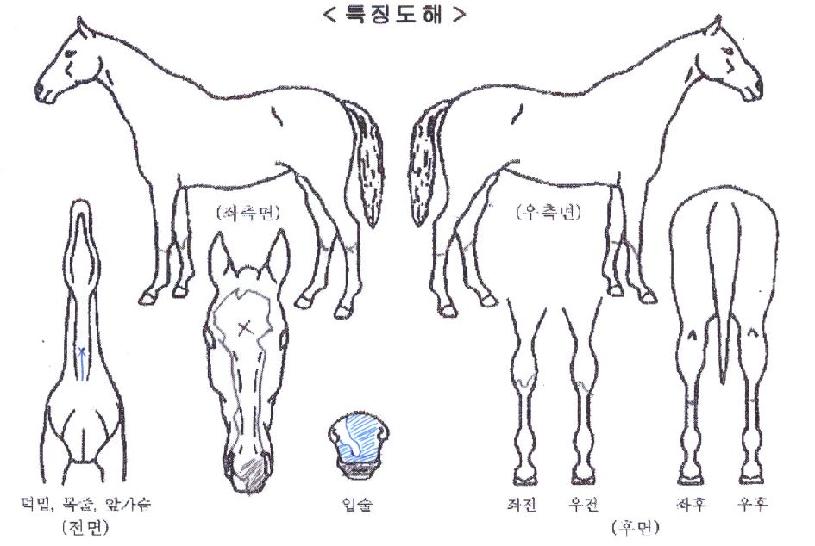 ����ŷ�� ����,���,�޸�,�λ�,�ٸ��� Ư¡����