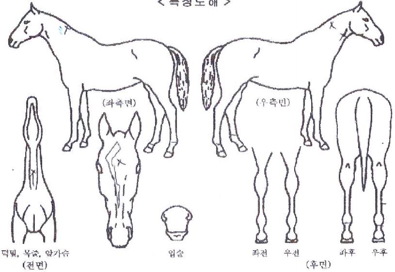 °í½ºÆ®¾Æ¸¶Á¸ÀÇ Ãø¸é,¿ì¸é,µÞ¸é,µÎ»ó,´Ù¸®ÀÇ Æ¯Â¡µµÇØ