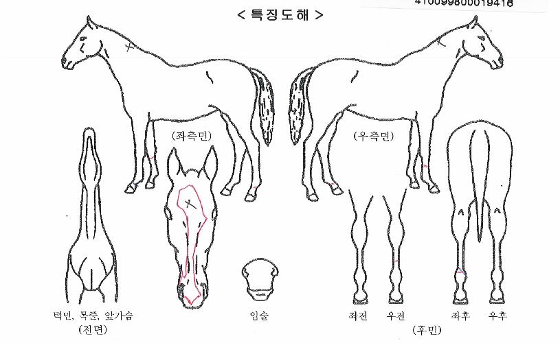 ���̾�Ʈ������ ����,���,�޸�,�λ�,�ٸ��� Ư¡����