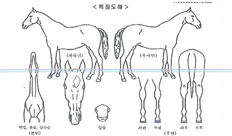 ĸƾ������ ����,���,�޸�,�λ�,�ٸ��� Ư¡����