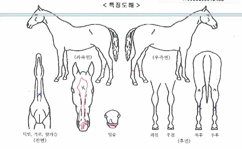 ¾Æ¸£°í°¡ÀÌÀÇ Ãø¸é,¿ì¸é,µÞ¸é,µÎ»ó,´Ù¸®ÀÇ Æ¯Â¡µµÇØ