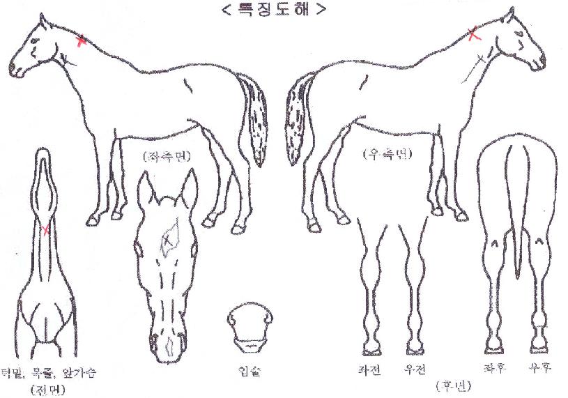 ��������ũ�� ����,���,�޸�,�λ�,�ٸ��� Ư¡����