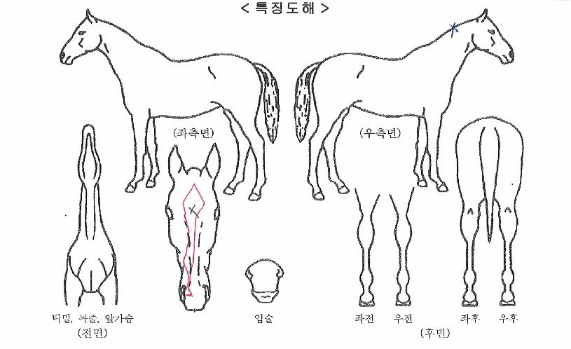 ¸ð´ø´í½ºÀÇ Ãø¸é,¿ì¸é,µÞ¸é,µÎ»ó,´Ù¸®ÀÇ Æ¯Â¡µµÇØ