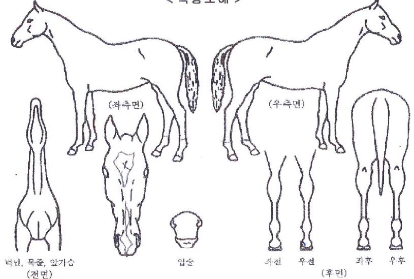 ¼±Í¿À¸§ÀÇ Ãø¸é,¿ì¸é,µÞ¸é,µÎ»ó,´Ù¸®ÀÇ Æ¯Â¡µµÇØ