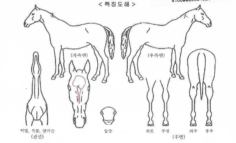 �ż��ĵ��� ����,���,�޸�,�λ�,�ٸ��� Ư¡����