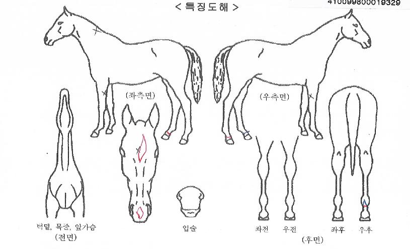¶ó¿Â´õÆÇŸÀÇ Ãø¸é,¿ì¸é,µÞ¸é,µÎ»ó,´Ù¸®ÀÇ Æ¯Â¡µµÇØ