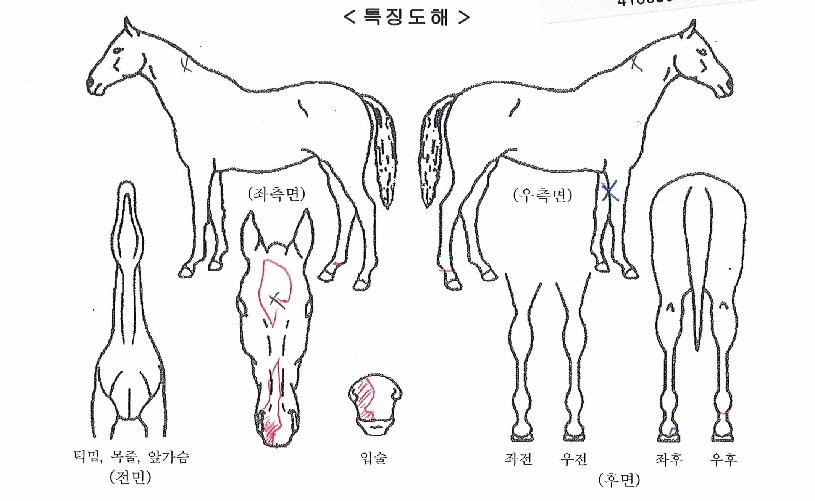 ½ºÅ¸Æ®·ºÀÇ Ãø¸é,¿ì¸é,µÞ¸é,µÎ»ó,´Ù¸®ÀÇ Æ¯Â¡µµÇØ