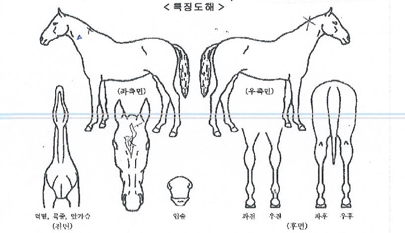 â���Ǳ���� ����,���,�޸�,�λ�,�ٸ��� Ư¡����