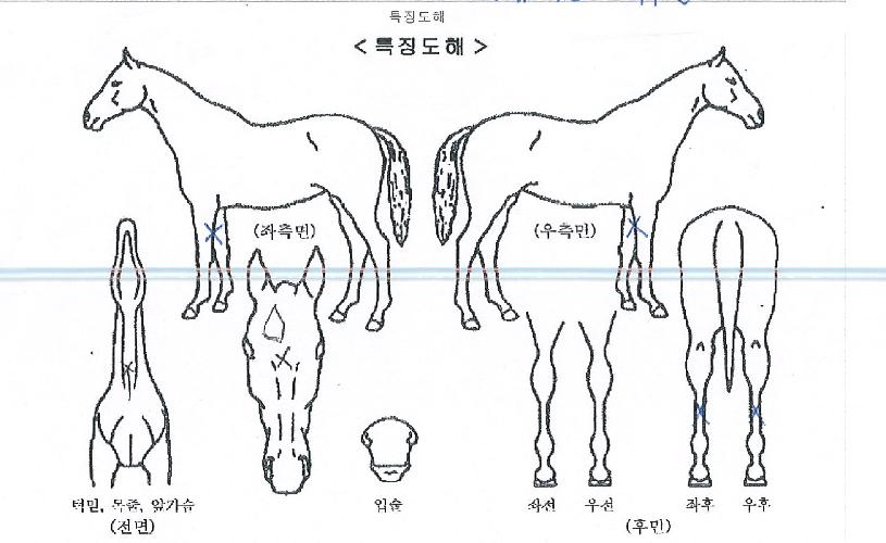 ¶ó¿Â´õÆÄ¸£Å¸ÀÇ Ãø¸é,¿ì¸é,µÞ¸é,µÎ»ó,´Ù¸®ÀÇ Æ¯Â¡µµÇØ