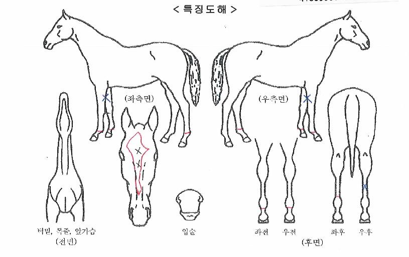 ¶ó¿Â´õŬ¸®ÆÛÀÇ Ãø¸é,¿ì¸é,µÞ¸é,µÎ»ó,´Ù¸®ÀÇ Æ¯Â¡µµÇØ