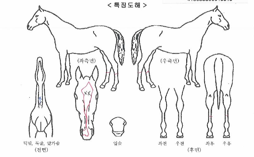 ��Ƽŷ�� ����,���,�޸�,�λ�,�ٸ��� Ư¡����