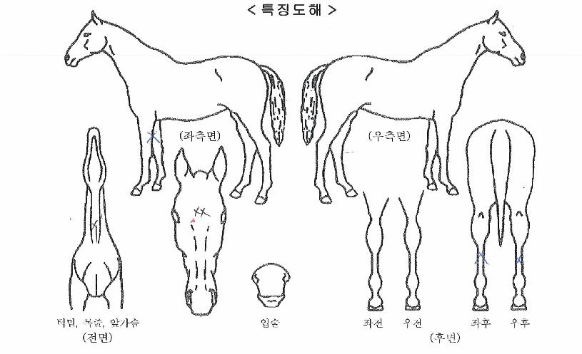 õ��ê�� ����,���,�޸�,�λ�,�ٸ��� Ư¡����