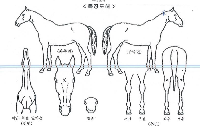 À̱ÛÀ®ÁîÀÇ Ãø¸é,¿ì¸é,µÞ¸é,µÎ»ó,´Ù¸®ÀÇ Æ¯Â¡µµÇØ