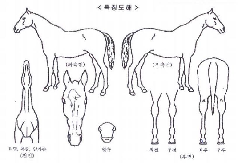 ¸¶ÀÌ¿þÀÌÀÇ Ãø¸é,¿ì¸é,µÞ¸é,µÎ»ó,´Ù¸®ÀÇ Æ¯Â¡µµÇØ