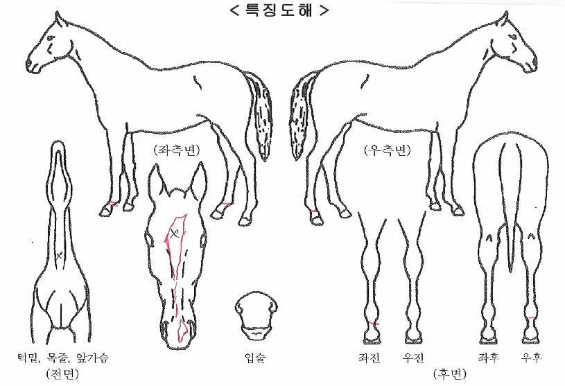 ���ѿ����� ����,���,�޸�,�λ�,�ٸ��� Ư¡����