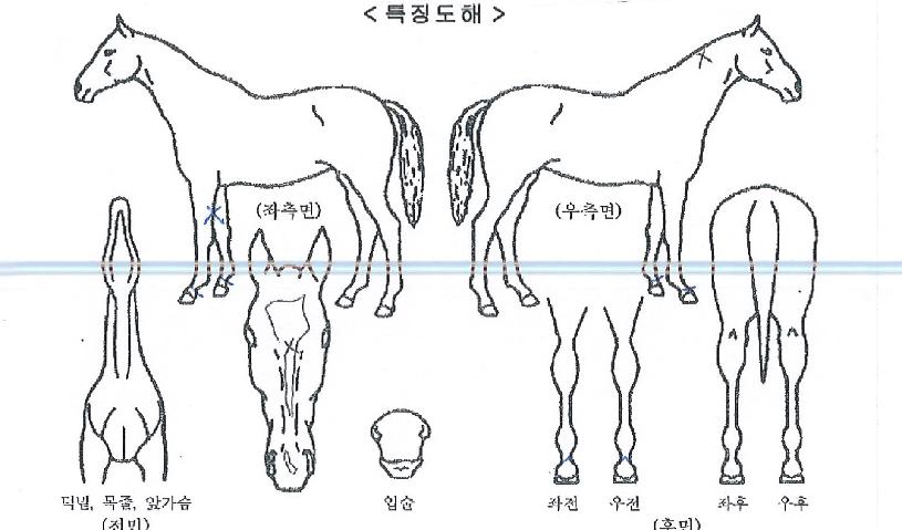 »þÀκ¼Æ®ÀÇ Ãø¸é,¿ì¸é,µÞ¸é,µÎ»ó,´Ù¸®ÀÇ Æ¯Â¡µµÇØ