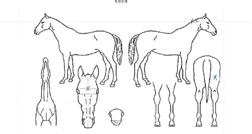 �����Ӵ��� ����,���,�޸�,�λ�,�ٸ��� Ư¡����