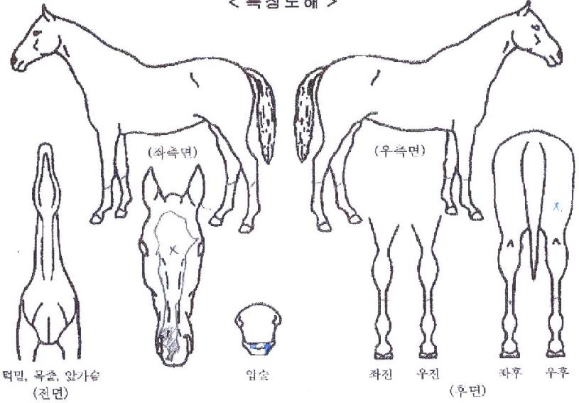 �м��� ����,���,�޸�,�λ�,�ٸ��� Ư¡����