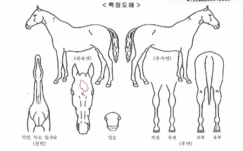 ����ƮƼ�ƶ��� ����,���,�޸�,�λ�,�ٸ��� Ư¡����