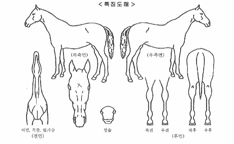 ����콺�� ����,���,�޸�,�λ�,�ٸ��� Ư¡����