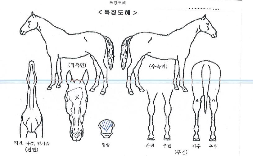 ´º±×·¹À̻轺ÀÇ Ãø¸é,¿ì¸é,µÞ¸é,µÎ»ó,´Ù¸®ÀÇ Æ¯Â¡µµÇØ