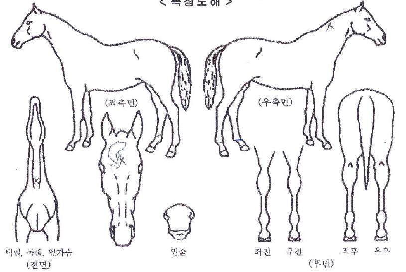 �Ѹ��� ����,���,�޸�,�λ�,�ٸ��� Ư¡����