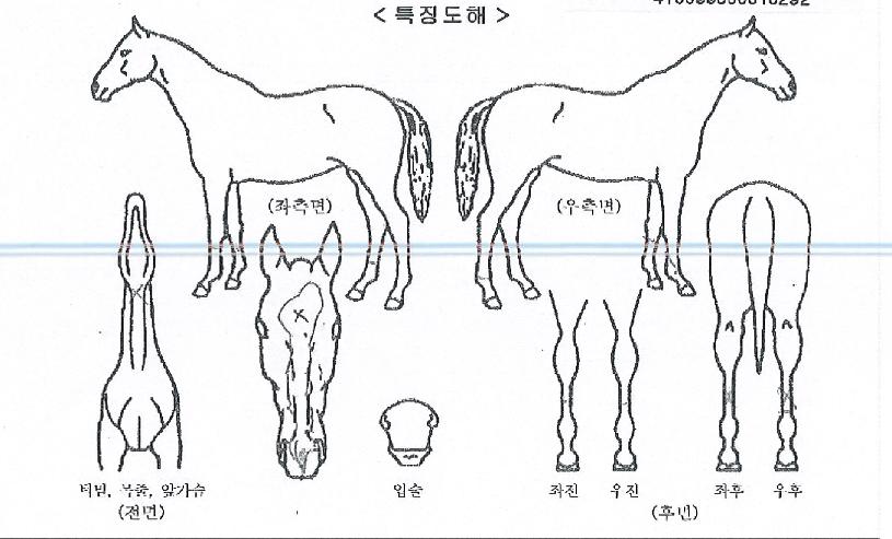 ÇÇ¿£¿¡½º·¹ÀÌÀÇ Ãø¸é,¿ì¸é,µÞ¸é,µÎ»ó,´Ù¸®ÀÇ Æ¯Â¡µµÇØ