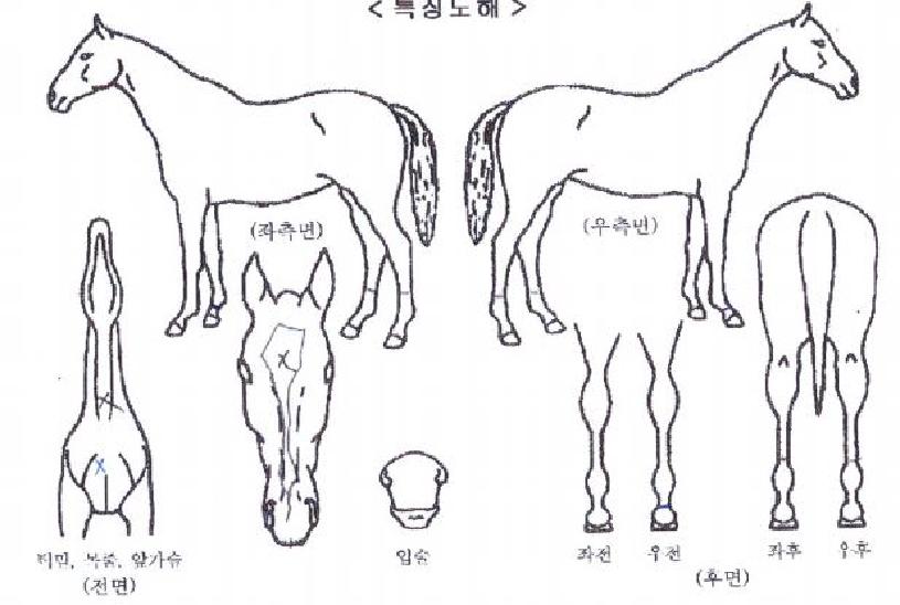 ·¯´×Æ®¸®ÀÇ Ãø¸é,¿ì¸é,µÞ¸é,µÎ»ó,´Ù¸®ÀÇ Æ¯Â¡µµÇØ