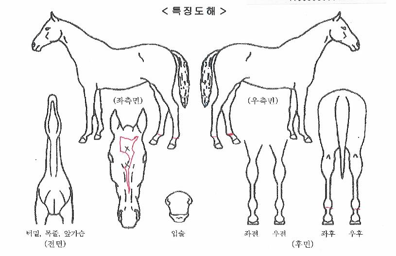 ����巡���� ����,���,�޸�,�λ�,�ٸ��� Ư¡����