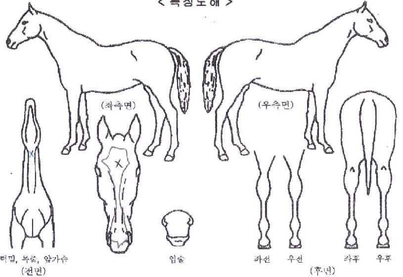 ½ºÄ«À̷εåÀÇ Ãø¸é,¿ì¸é,µÞ¸é,µÎ»ó,´Ù¸®ÀÇ Æ¯Â¡µµÇØ