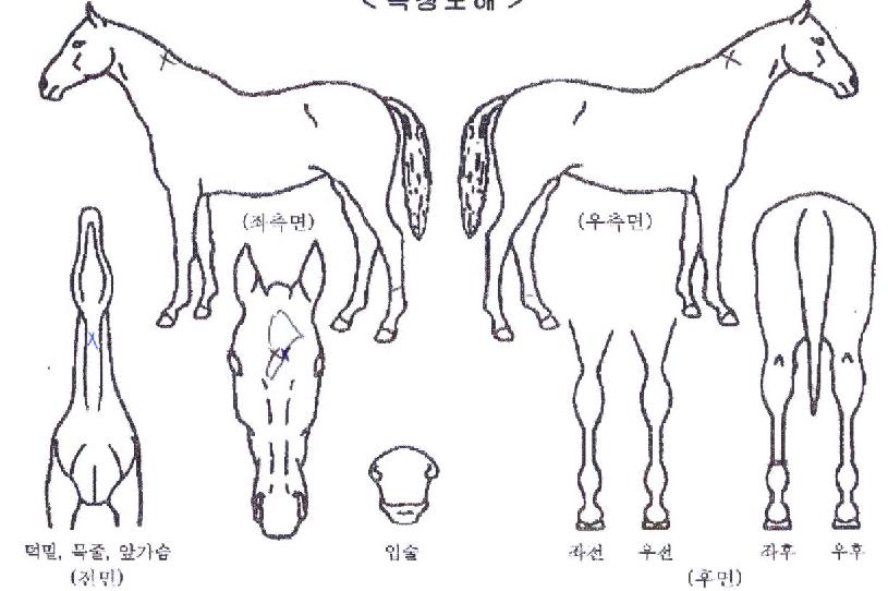 �������� ����,���,�޸�,�λ�,�ٸ��� Ư¡����