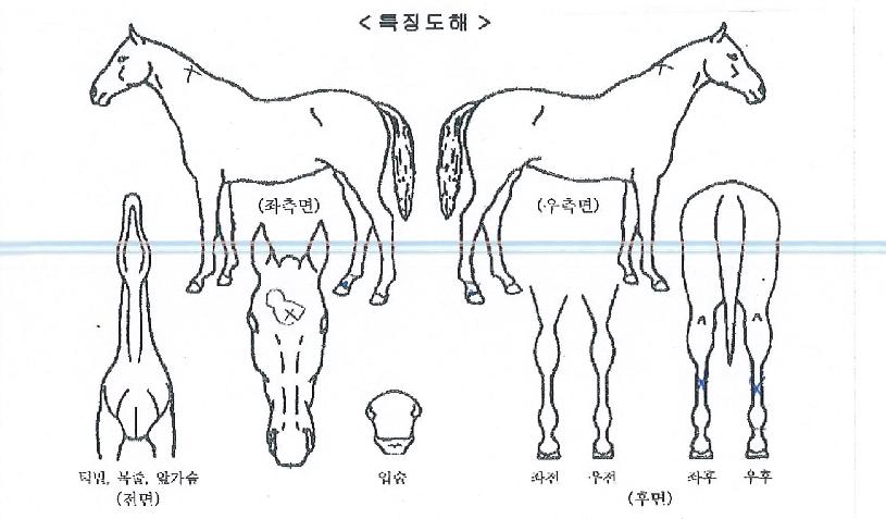 ���϶������ ����,���,�޸�,�λ�,�ٸ��� Ư¡����