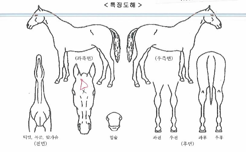 �����÷����� ����,���,�޸�,�λ�,�ٸ��� Ư¡����