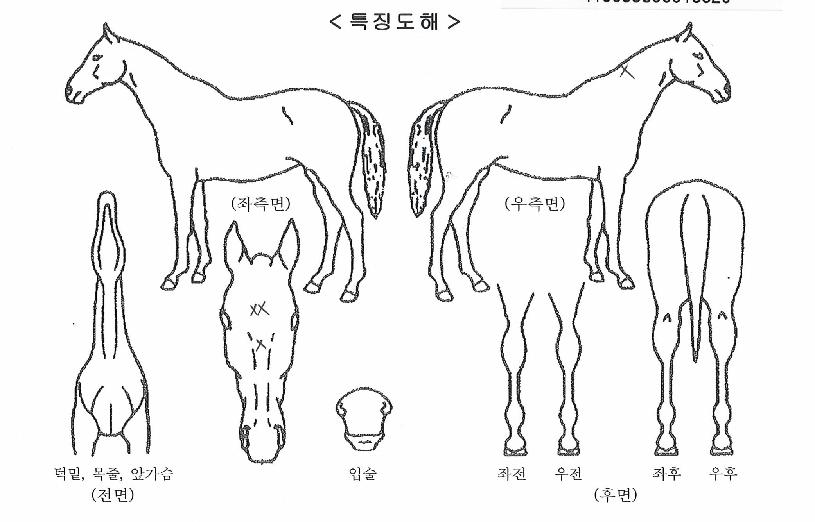 µå¸²Æ®¸®ÀÇ Ãø¸é,¿ì¸é,µÞ¸é,µÎ»ó,´Ù¸®ÀÇ Æ¯Â¡µµÇØ