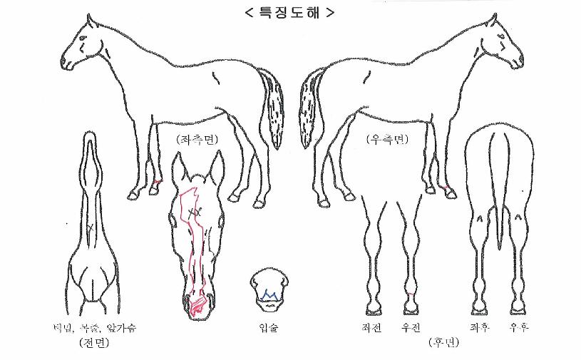 �д羲������ ����,���,�޸�,�λ�,�ٸ��� Ư¡����