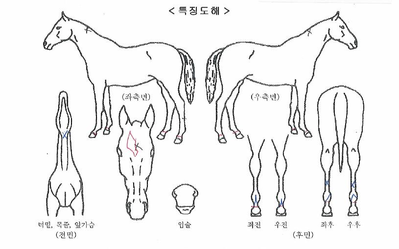 ºê¸®µµ¸ÅÁö¼ÇÀÇ Ãø¸é,¿ì¸é,µÞ¸é,µÎ»ó,´Ù¸®ÀÇ Æ¯Â¡µµÇØ