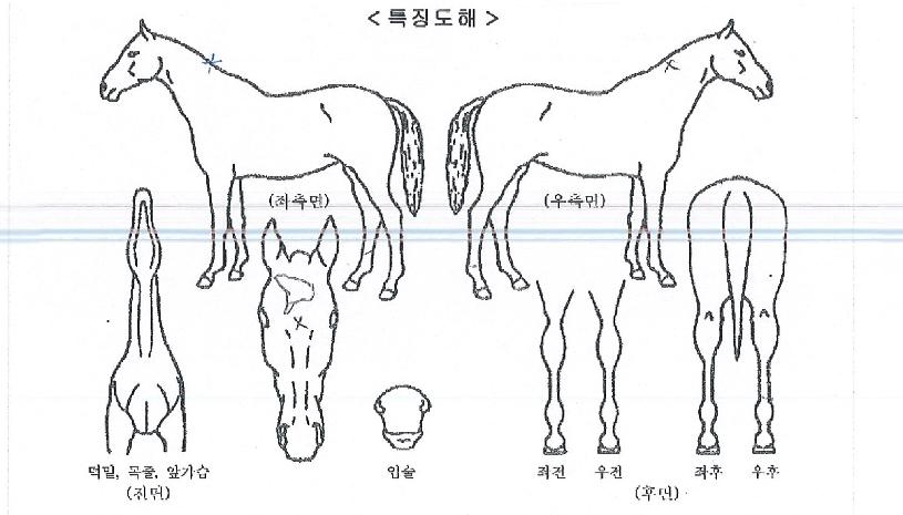 õ�������� ����,���,�޸�,�λ�,�ٸ��� Ư¡����