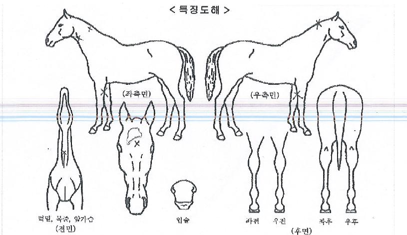 ²ÞÀÇÇâ±âÀÇ Ãø¸é,¿ì¸é,µÞ¸é,µÎ»ó,´Ù¸®ÀÇ Æ¯Â¡µµÇØ