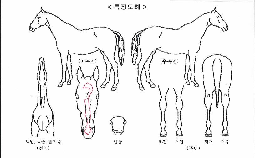 ÇØÇÇÁ¶ÀÚ¸¶ÀÇ Ãø¸é,¿ì¸é,µÞ¸é,µÎ»ó,´Ù¸®ÀÇ Æ¯Â¡µµÇØ