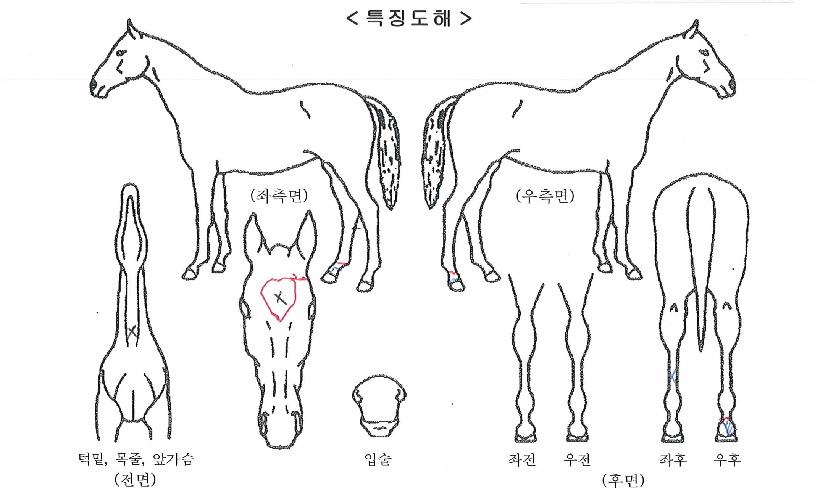 ¼¼ÀÌ·»ÀÇ Ãø¸é,¿ì¸é,µÞ¸é,µÎ»ó,´Ù¸®ÀÇ Æ¯Â¡µµÇØ