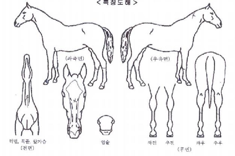 ÇÏ´ÃÆòÁ¤ÀÇ Ãø¸é,¿ì¸é,µÞ¸é,µÎ»ó,´Ù¸®ÀÇ Æ¯Â¡µµÇØ