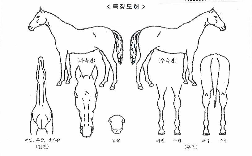 ���̵��ں�Ʈ���ڸ��� ����,���,�޸�,�λ�,�ٸ��� Ư¡����