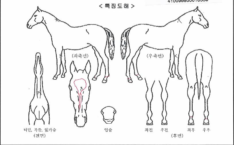 Å©¸®¼Ö½Ã¿¡¶óÀÇ Ãø¸é,¿ì¸é,µÞ¸é,µÎ»ó,´Ù¸®ÀÇ Æ¯Â¡µµÇØ