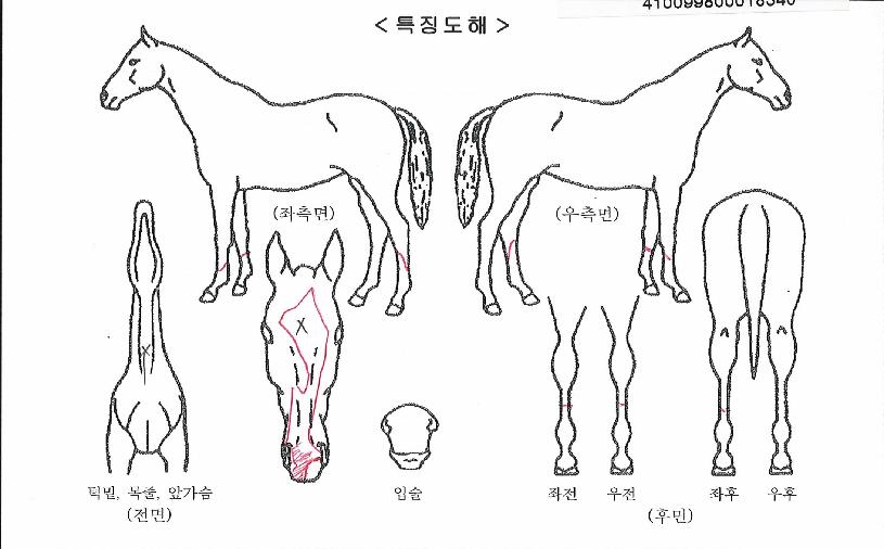 ½ÃƼ½ºÇ÷¡½¬ÀÚ¸¶ÀÇ Ãø¸é,¿ì¸é,µÞ¸é,µÎ»ó,´Ù¸®ÀÇ Æ¯Â¡µµÇØ