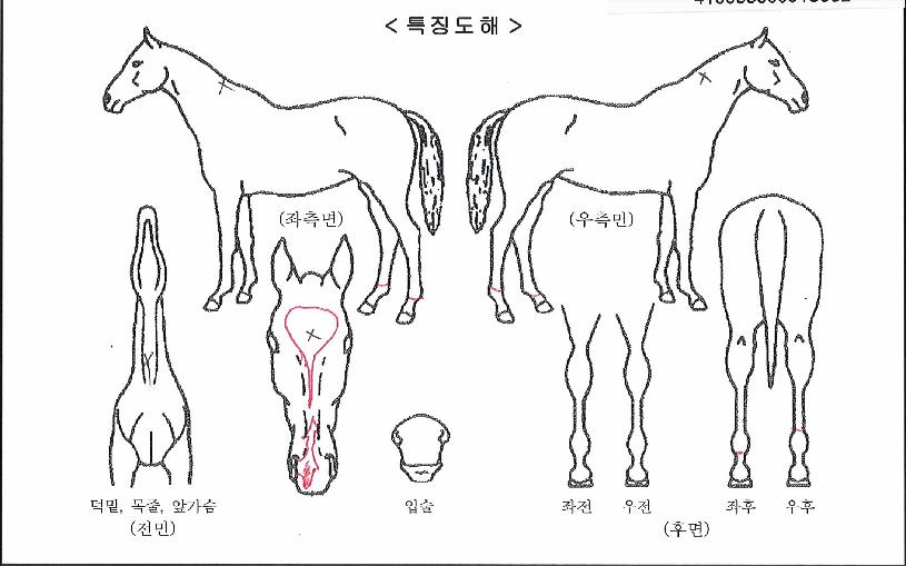 ¼±Í³¯°³ÀÇ Ãø¸é,¿ì¸é,µÞ¸é,µÎ»ó,´Ù¸®ÀÇ Æ¯Â¡µµÇØ