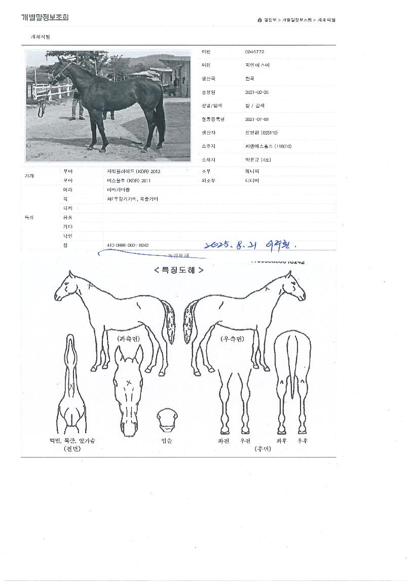 ÇÇ¿£¿¡½º¹ÌÀÇ Ãø¸é,¿ì¸é,µÞ¸é,µÎ»ó,´Ù¸®ÀÇ Æ¯Â¡µµÇØ