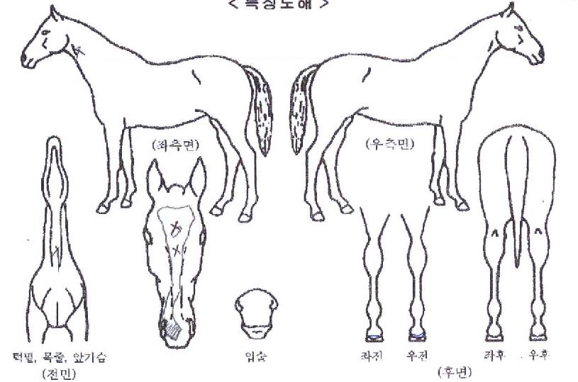 ��Ű�ε��� ����,���,�޸�,�λ�,�ٸ��� Ư¡����