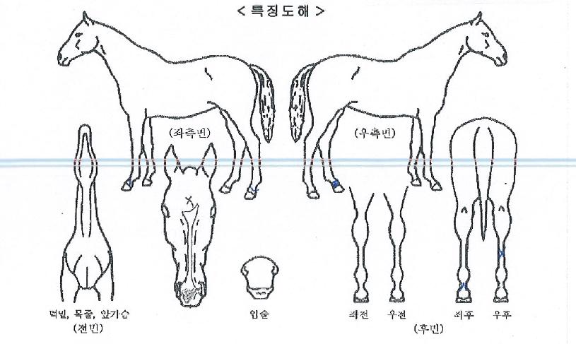 ��ȣ����Ĺ�� ����,���,�޸�,�λ�,�ٸ��� Ư¡����